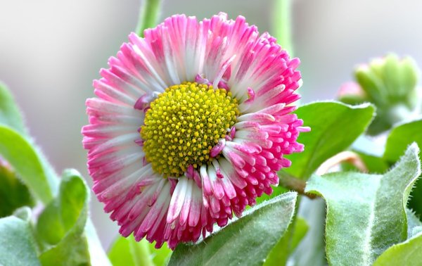 Маргаритка Bellis perennis