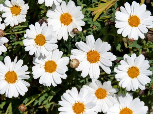 Oxeye Daisy