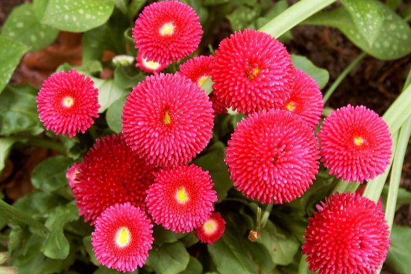 Маргаритка Bellis perennis