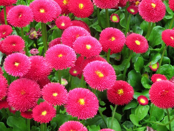 Маргаритка многолетняя Tasso Red