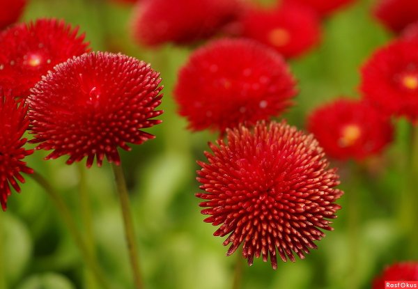 Маргаритка многолетняя Tasso Red