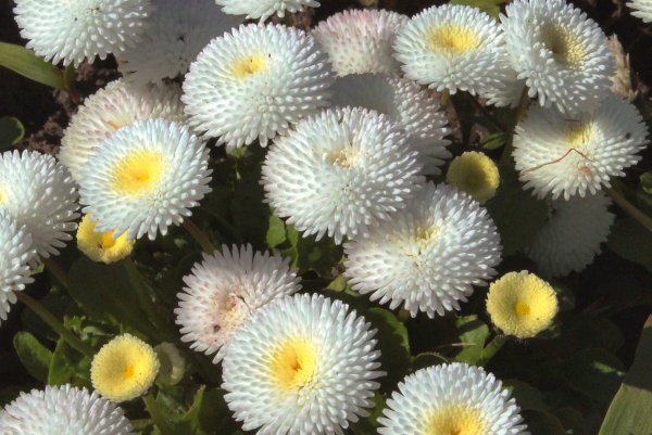 Маргаритка многолетняя Bellis perennis