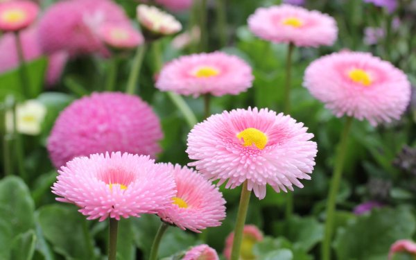 Маргаритка многолетняя Bellis perennis