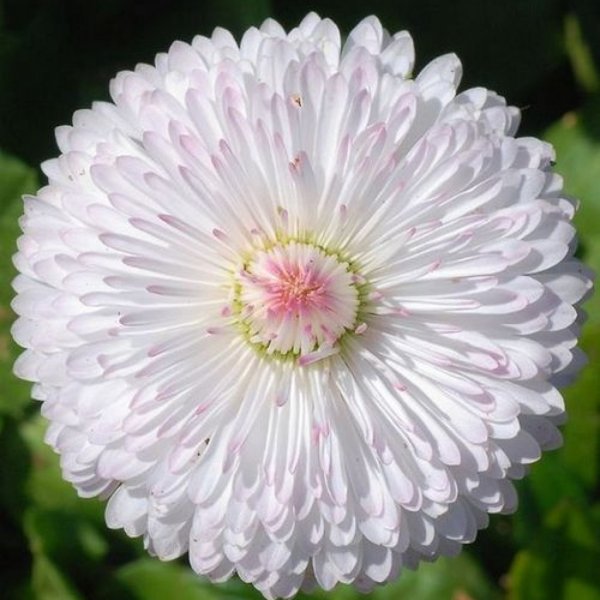 Маргаритка многолетняя Bellis perennis