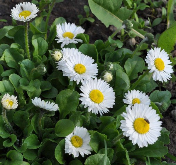 Маргаритка многолетняя Bellis perennis