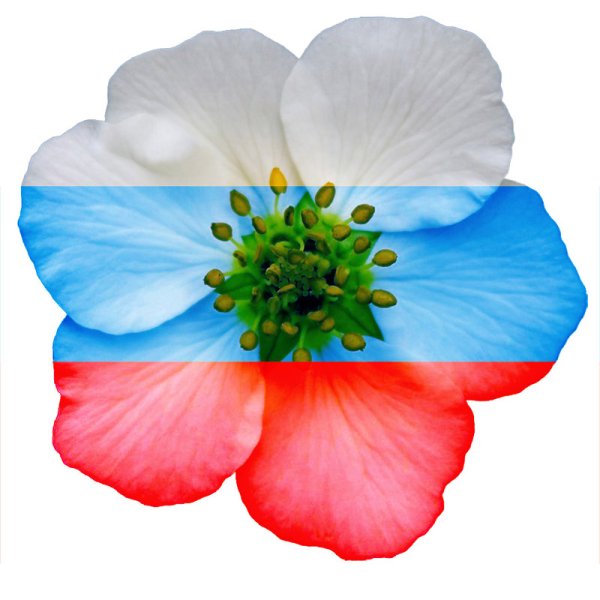Цветы цвета российского флага