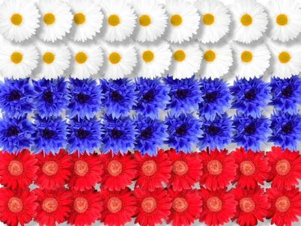 Российский флаг из цветов