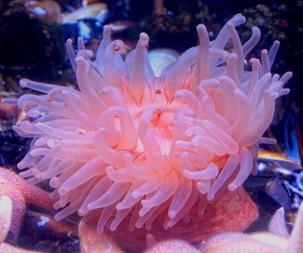 Актинии морские анемоны