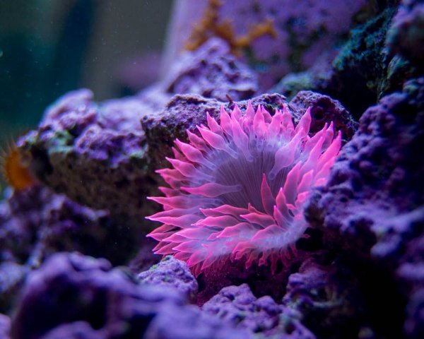 Актиния морской анемон