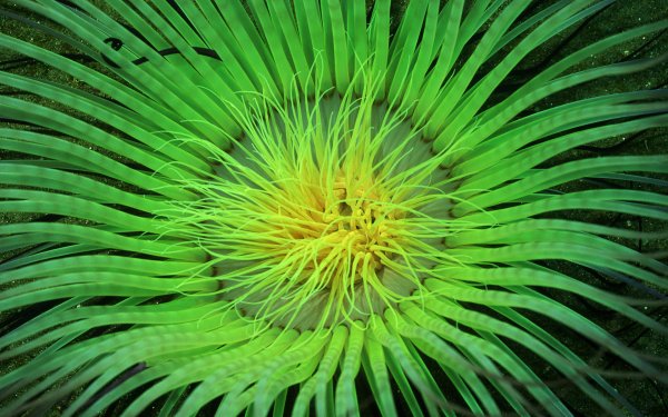 Роскошные цветы подводных глубин в океанариуме «Тропическая амазонка»: актинии