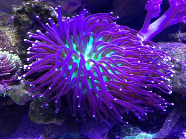 Коралловые полипы актинии