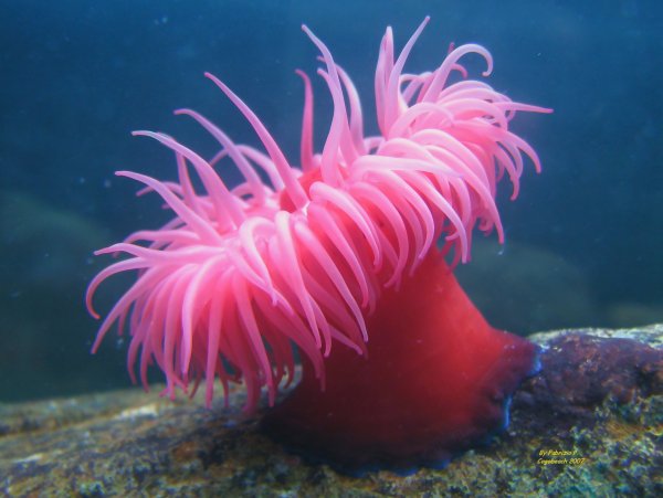Актинии морские анемоны