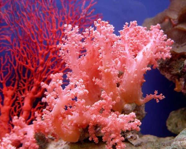 Коралловые полипы (Anthozoa)