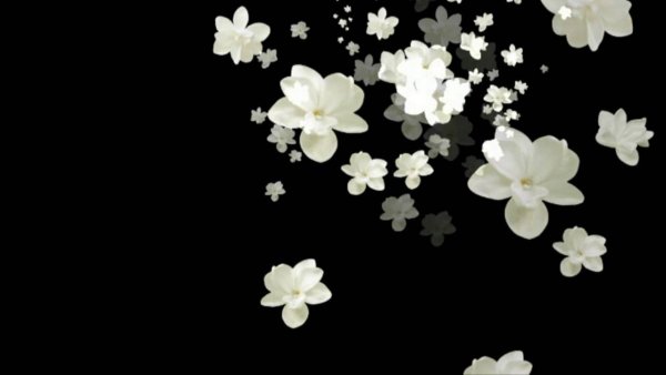 Футажи цветочки