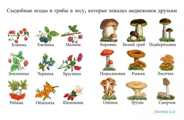Ядовитые грибы ягоды и растения