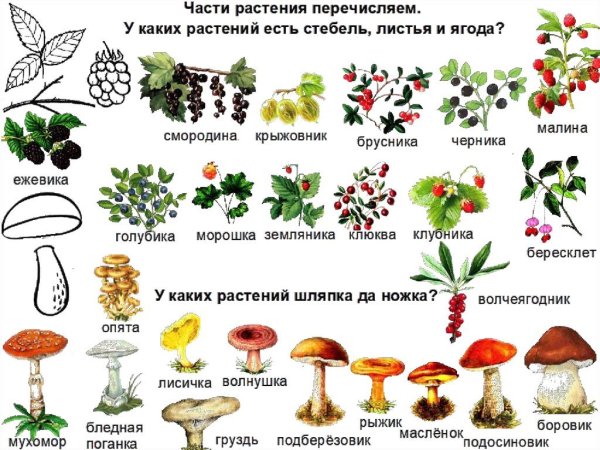 Мультяшные грибы и ягоды
