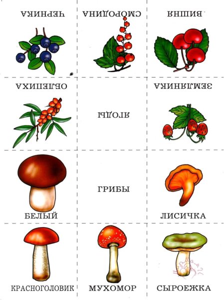 Грибы ягоды на прозрачном фоне