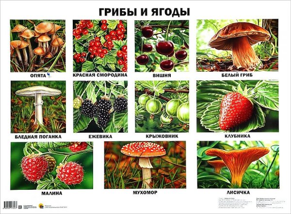Брусника Руно Белявское