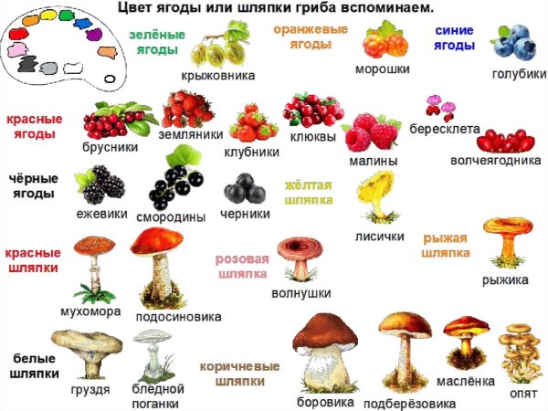 Грибы и ягоды на белом фоне