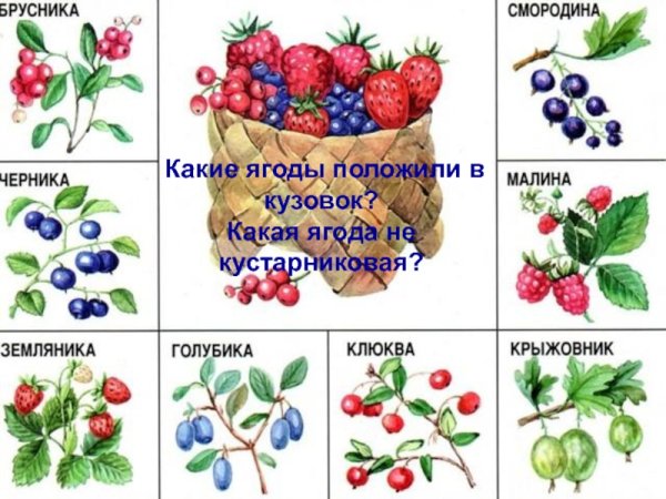 Растительная пища в лесу