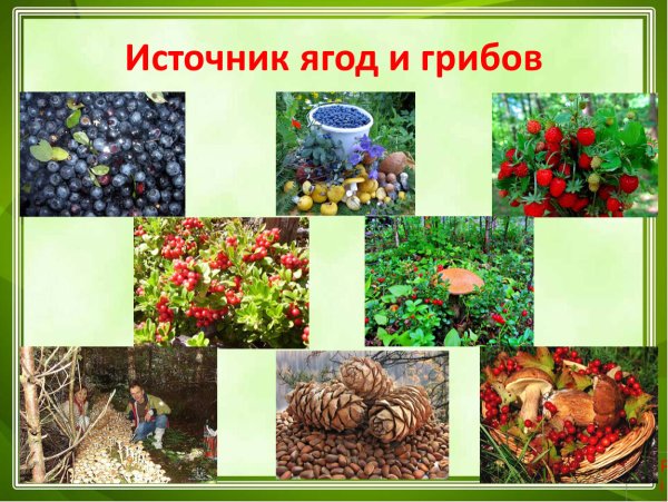 Дидактическая игра лото что где растет