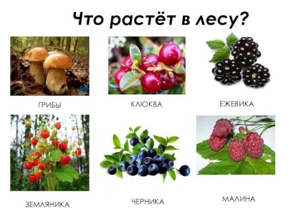 Грибы ягоды орехи