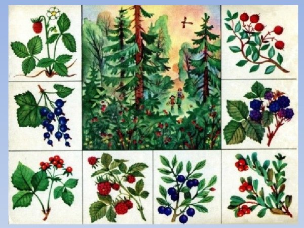 Грибы и ягоды рисунок