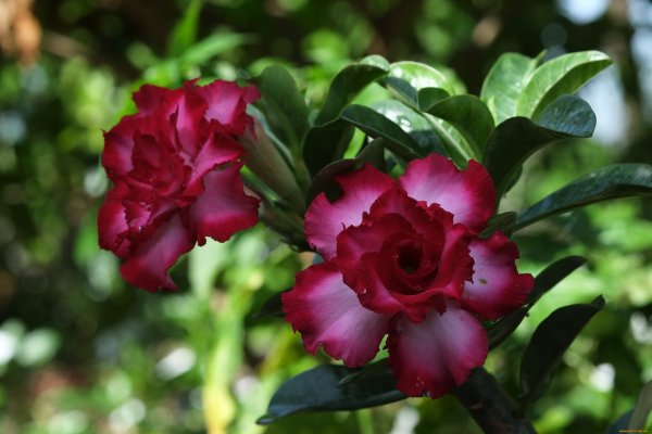 Адениум (Adenium)