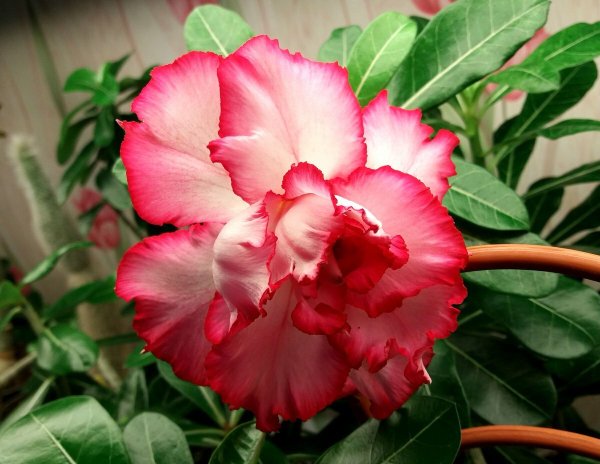 Цветок Adenium