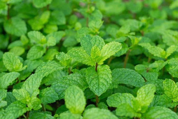 Мята перечная (Mentha piperita)