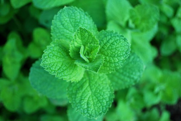 Мята круглолистная Mentha suaveolens