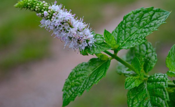 Mentha spicata мята колосистая