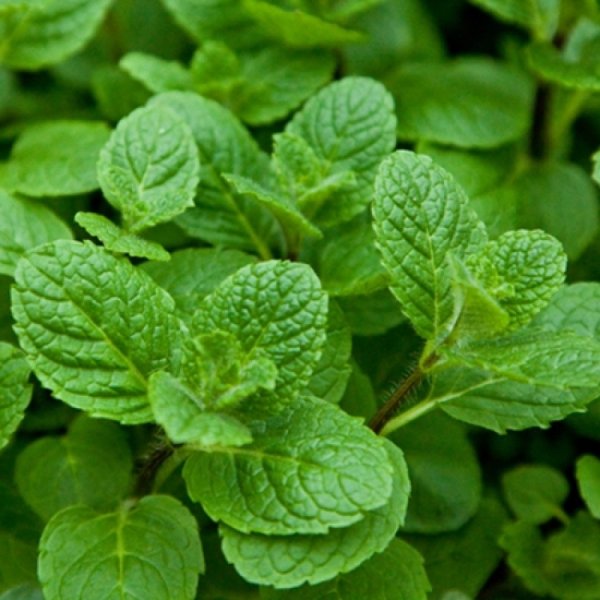 Мята круглолистная Mentha suaveolens