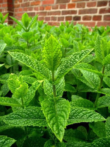Мята перечная (Mentha piperita)