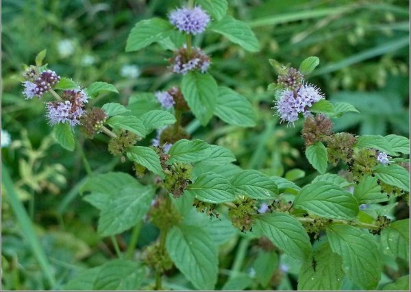 Мята Полевая (Méntha arvénsis)
