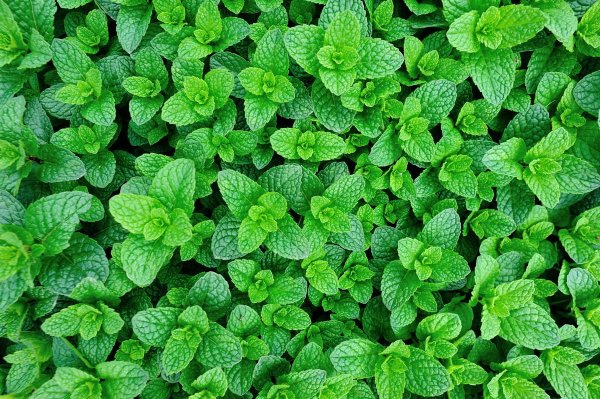 Мята перечная - Mentha piperita l.