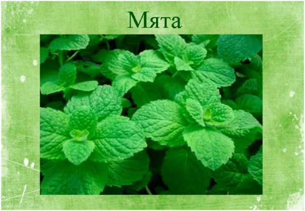 Мята перечная саженцы