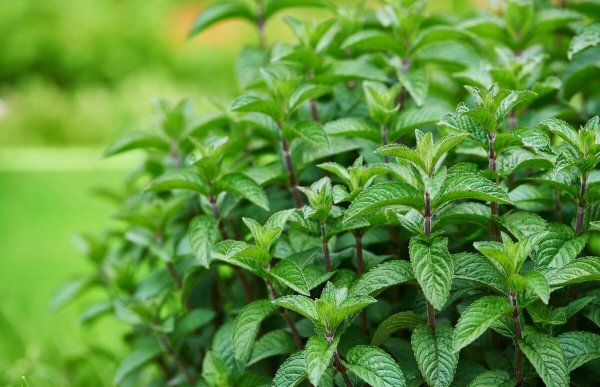 Mentha piperita (Peppermint) Leaf extract