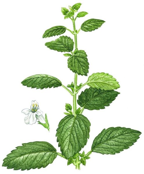 Мята перечная Эстетика