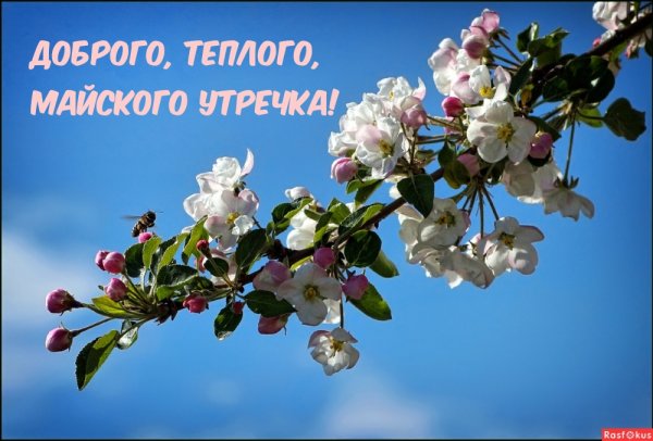Доброе Весеннее Майское утро
