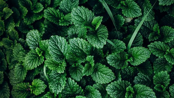 Мята колосковая(Mentha spicata l.)