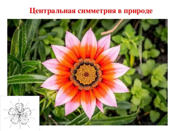 Радиально лучевая симметрия растений