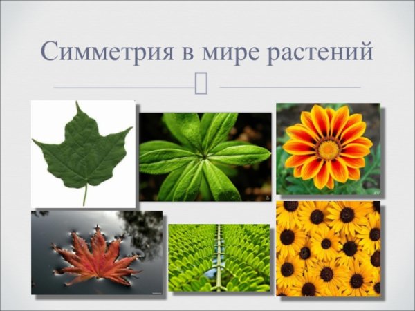 Осевая симметрия у растений
