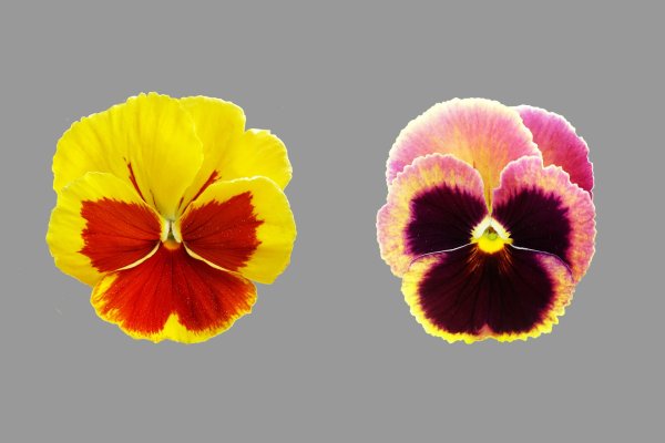 Pansy valorant