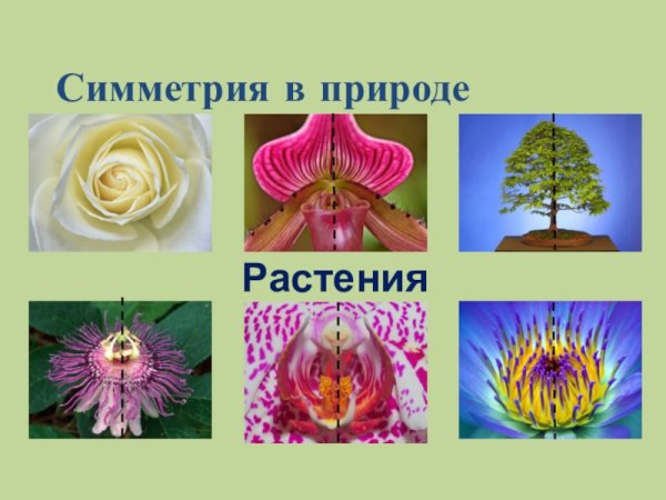 Симметрия вокруг нас цветы
