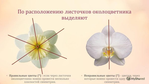 Околоцветник у однодольных