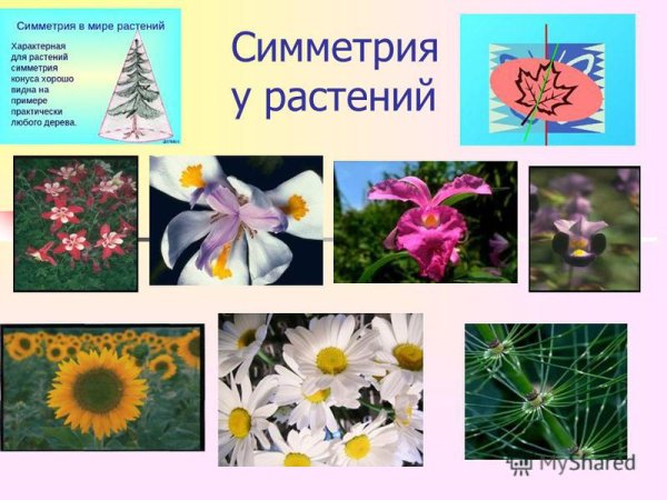 Правильный и неправильный цветок схема