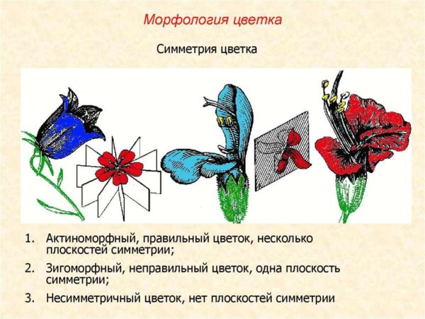Симметрия в цветах