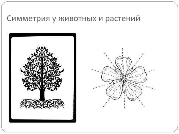 Радиальная симметрия у растений