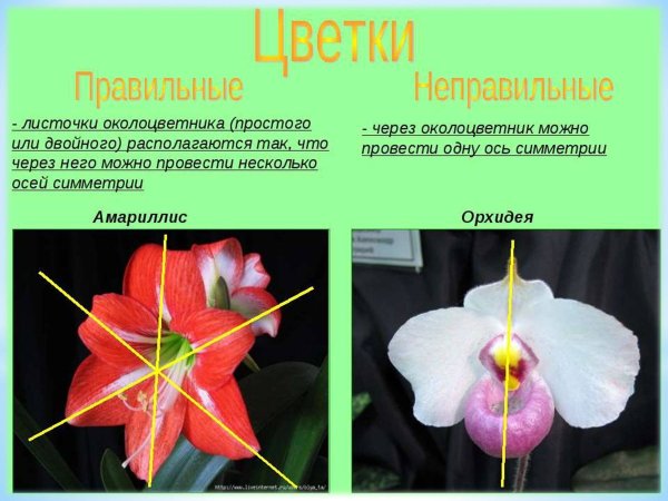 Фракталы в живой природе